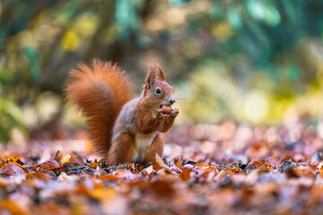 The Eurasian red squirrel (Sciurus vulgaris) in its natural habitat in the autumn forest. Eating a nut. Portrait of a squirrel close up. The forest is full of rich warm colors.