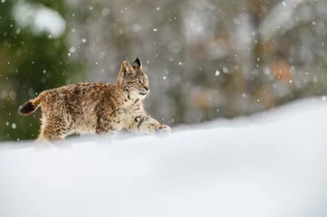 Wall murals Lynx Eurasian lynx (Lynx lynx) in the winter forest in the snow, snowing. Big feline beast, young animal.