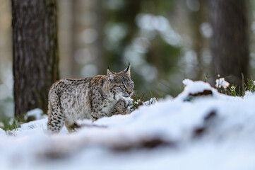 Eurasian lynx (Lynx lynx) in the winter forest in the snow. Big feline beast, young animal.