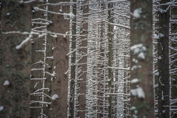 Dense coniferous forest in winter. Tall fir trees growing in the mountains. Snow on the branches...