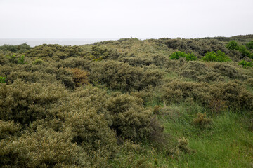 Fototapeta na wymiar Dunes coverd by several species of bushes and trees, Ouddorp, South Holland, Netherlands