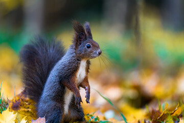 The Eurasian red squirrel (Sciurus vulgaris) in its natural habitat in the autumn forest. Portrait of a squirrel close up. The forest is full of rich warm colors.