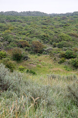 Fototapeta na wymiar Dunes coverd by several species of bushes and grass, Ouddorp, South Holland, Netherlands