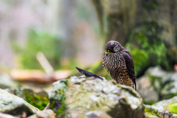 The peregrine falcon (Falco peregrinus) sitting in a forest on a stone and looking out for its...