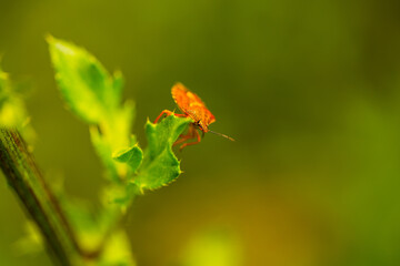 carpocoris pudicus, stink beetle in the field