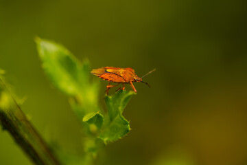 carpocoris pudicus, stink beetle in the field