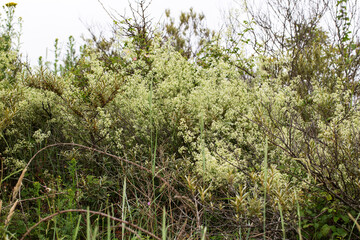 Fototapeta premium Hedge bedstraw (Galium mollugo) flowering