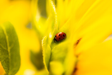 Ladybug on sunflower, summer time, beetle time, postcard