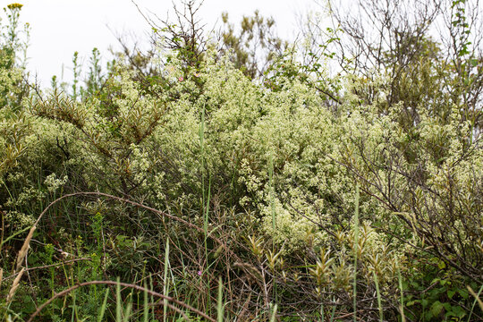 Hedge bedstraw (Galium mollugo) flowering