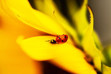 Ladybug on sunflower, summer time, beetle time, postcard