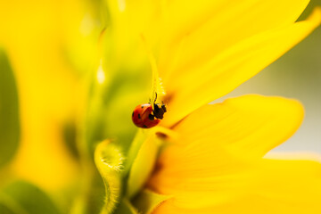Ladybug on sunflower, summer time, beetle time, postcard