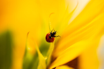 Ladybug on sunflower, summer time, beetle time, postcard