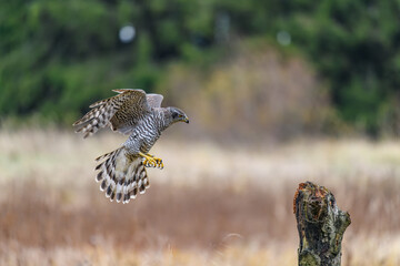 The northern goshawk (Accipiter gentilis) in flight, preparing to land. Spread wings and legs...