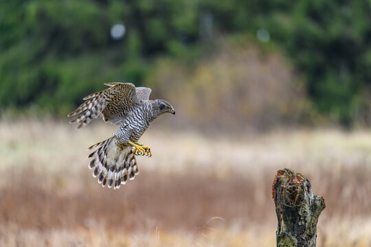 The northern goshawk (Accipiter gentilis) in flight, preparing to land. Spread wings and legs forward, landing.