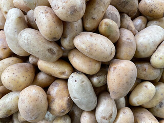 Potato fresh organic to be used as raw materials for cooking.