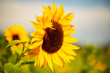 Sunflower in the field, sunflower field, summer time