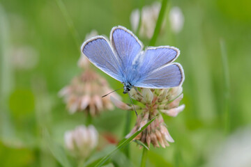 Male common blue butterfly (Polyommatus icarus) on white clover blossoms. Ventral view.