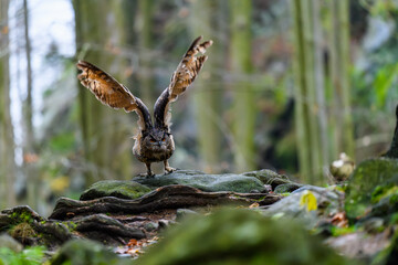 The Eurasian eagle-owl (Bubo bubo) flying in a beautiful autumn forest for its prey. Owl on the hunt.