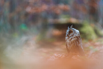 The long-eared owl (Asio otus) sitting in the autumn forest on the ground in the leaves. Colorful autumn forest.