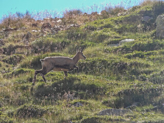 Chamois dans les Alpes