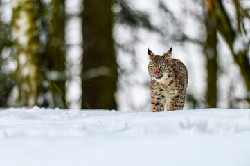 Eurasian lynx (Lynx lynx) in the winter forest in the snow. Big feline beast, young animal.