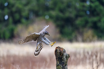 The northern goshawk (Accipiter gentilis) in flight, preparing to land. Spread wings and legs forward, landing.