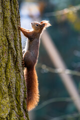 The Eurasian red squirrel (Sciurus vulgaris) in its natural habitat in the autumn forest. Portrait of a squirrel close up. The forest is full of rich warm colors. © Jan Rozehnal