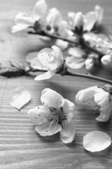 Beautiful sakura tree blossoms on wooden background, closeup. Black and white tone