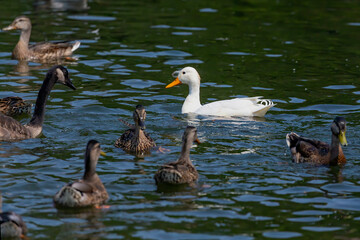 The rare white mallard duck in the flock of Canada geese and mallard ducks