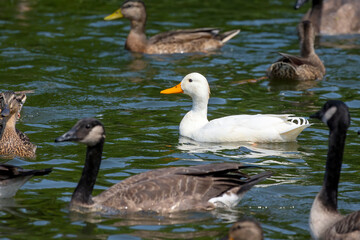 The rare white mallard duck in the flock of Canada geese and mallard ducks