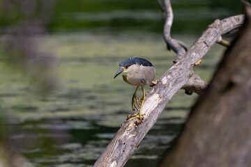 The  black-crowned night heron (Nycticorax nycticorax) on the hunt