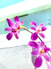 The Orchid Bloom After A Long Time 
