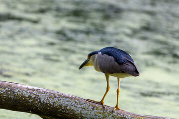 The  black-crowned night heron (Nycticorax nycticorax) on the hunt