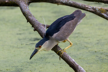 The  black-crowned night heron (Nycticorax nycticorax) on the hunt