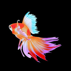 Beautiful colorful betta fish on black background