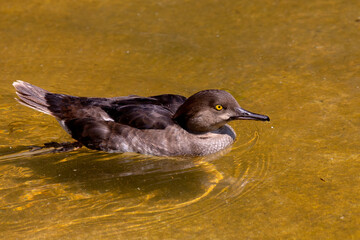 The hooded merganser (Lophodytes cucullatus) hen on the park