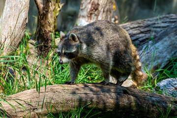 The raccoon ( Procyon lotor) in the park