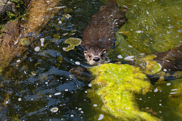 The North American river otter (Lontra canadensis), also known as the northern river otter or common otter
