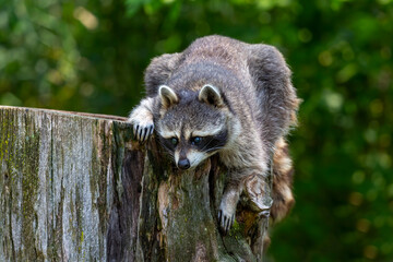 The raccoon ( Procyon lotor) in the park
