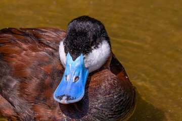  The ruddy duck - drake  (Oxyura jamaicensis) is a duck from North America 