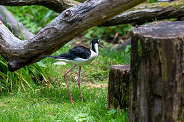 The Black-necked Stilt
(Himantopus mexicanus) in zoopark