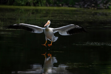 The American white pelican (Pelecanus erythrorhynchos) lands on the lake