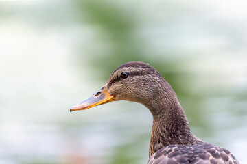 The  mallard duck (Anas platyrhynchos)  The mallard on the park in Wisconsin.