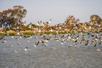 A large flock of American Avocets (Recurvirostra americana) takes off over the lake.	