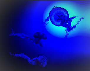 jellyfish in the water