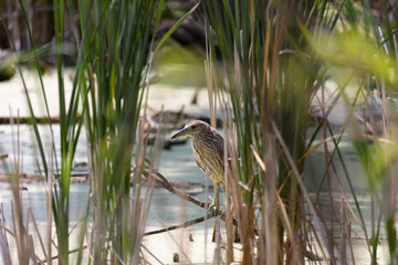The  black-crowned night heron (Nycticorax nycticorax) on the hunt