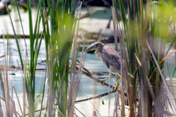 The juvenile  black-crowned night heron (Nycticorax nycticorax) on a swamp