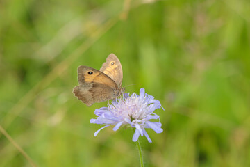 Meadow brown butterfly (Maniola jurtina) searches nectar on a field scabious (Knautia arvensis).
