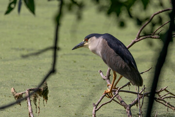 The black-crowned night heron (Nycticorax nycticorax) 