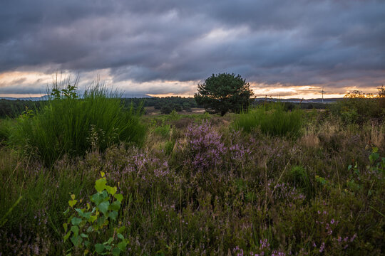 sunrise over the heath